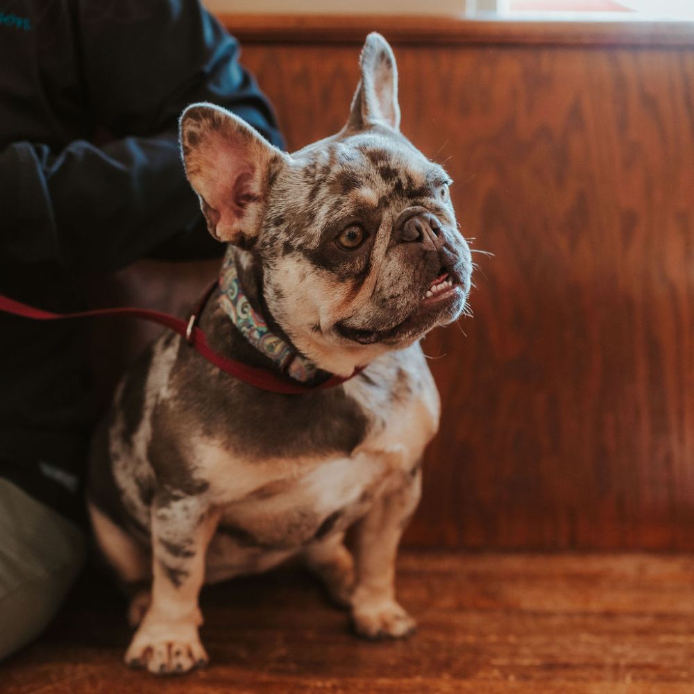 A dog sits on a wooden bench beside a person