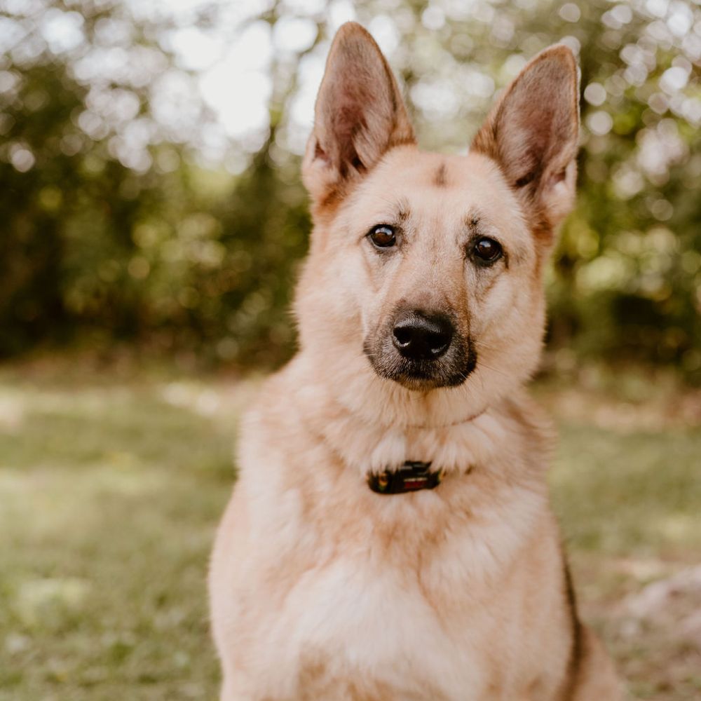 A dog sitting on a lush green grassy field