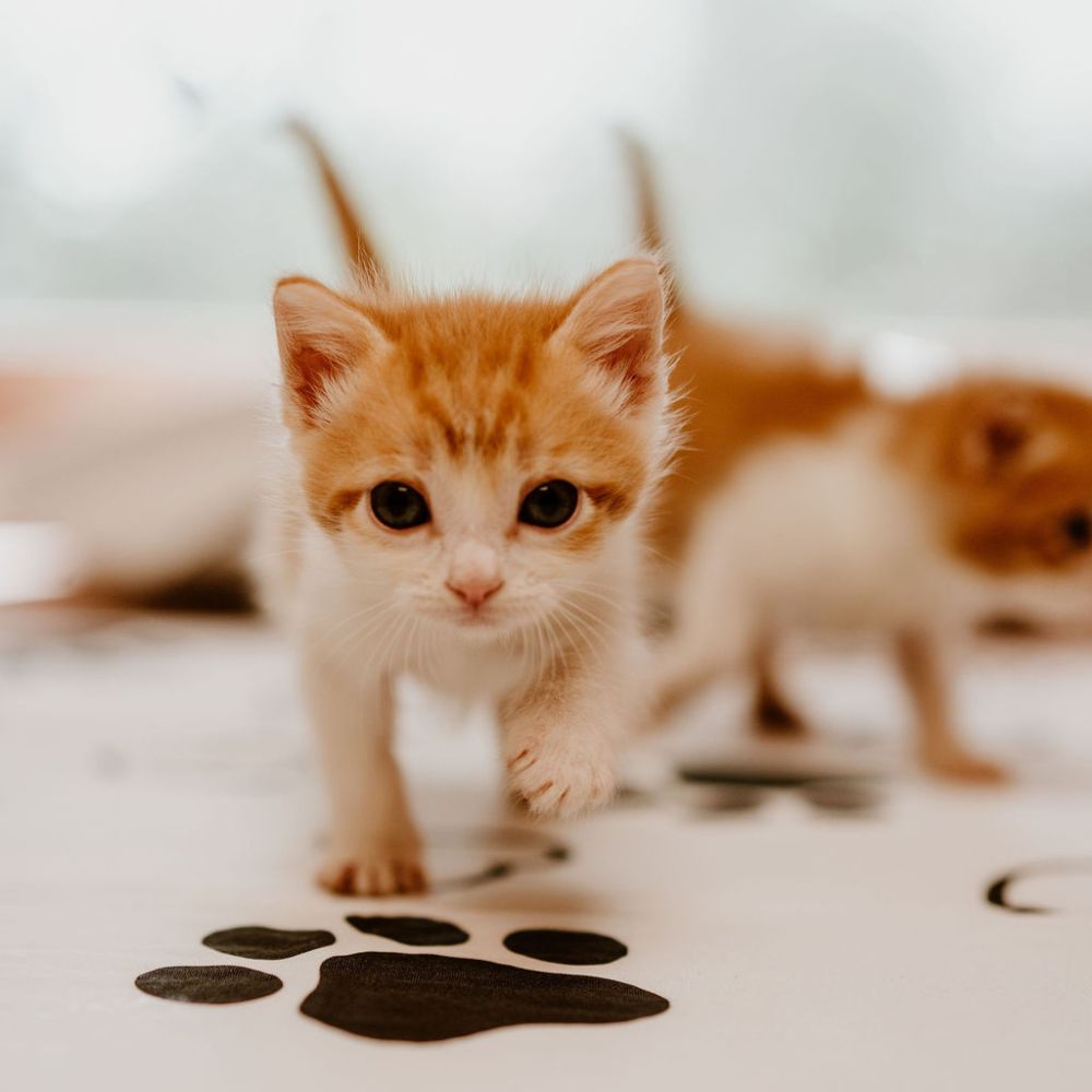 A small kitten walks on a table