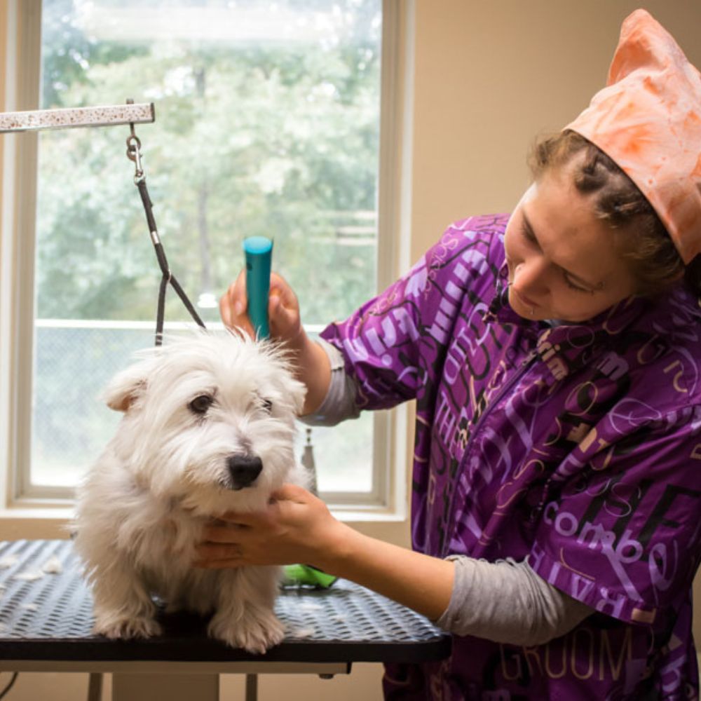 A woman brushes a white dog in a grooming salon