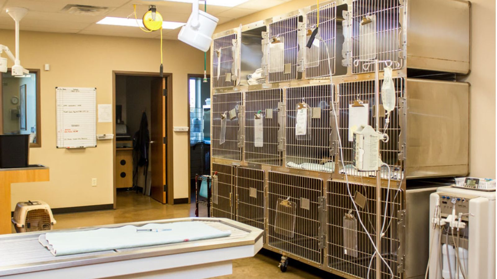 Athens Animal Clinic treatment room