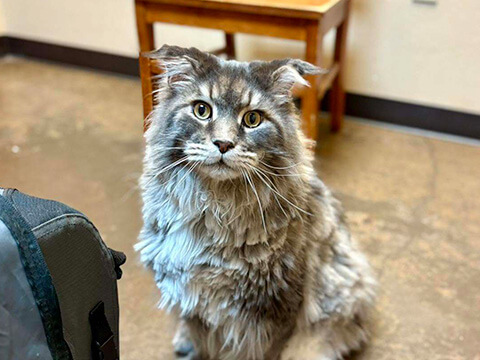 Photo-gallery-img-4 Gray long-haired cat sitting inside Athens Animal Clinic