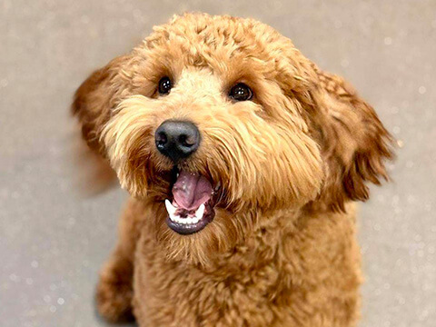 Photo-gallery-img-8 Curly tan dog smiling during a wellness visit at Athens Animal Clinic